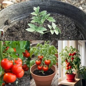 Tomato Planter Pot